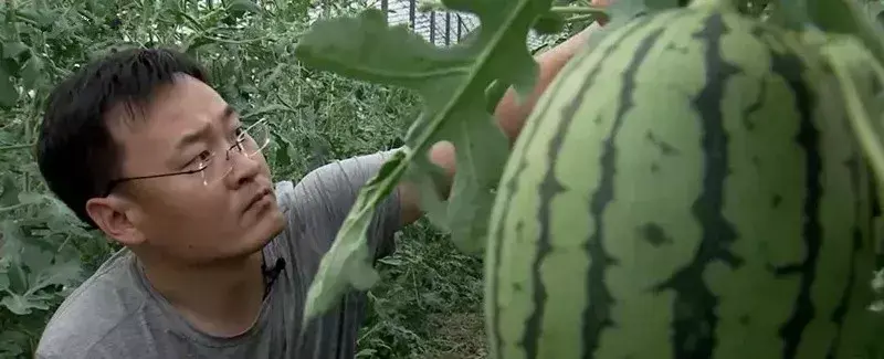 西瓜种植赚钱吗_西瓜种植致富能手_农业种植致富项目西瓜