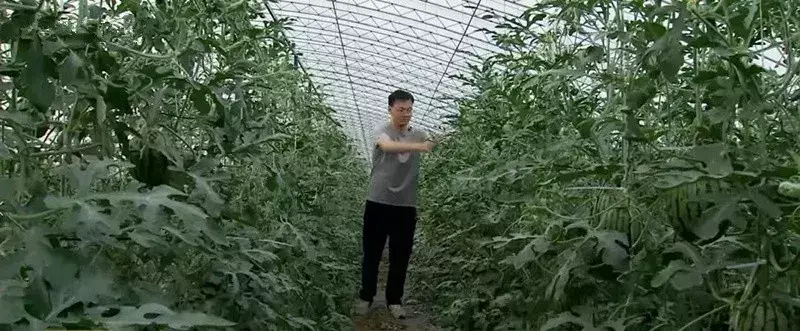 西瓜种植致富能手_西瓜种植赚钱吗_农业种植致富项目西瓜