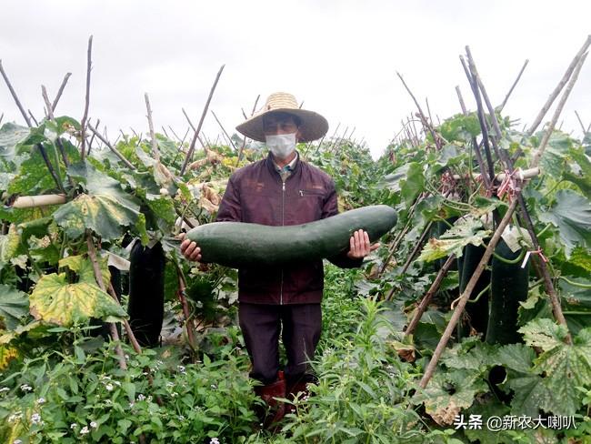 苗冬瓜种植技术要点_苗冬瓜种植技术与管理_冬瓜苗种植技术