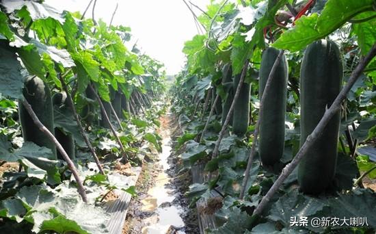 冬瓜苗种植技术_苗冬瓜种植技术要点_苗冬瓜种植技术与管理