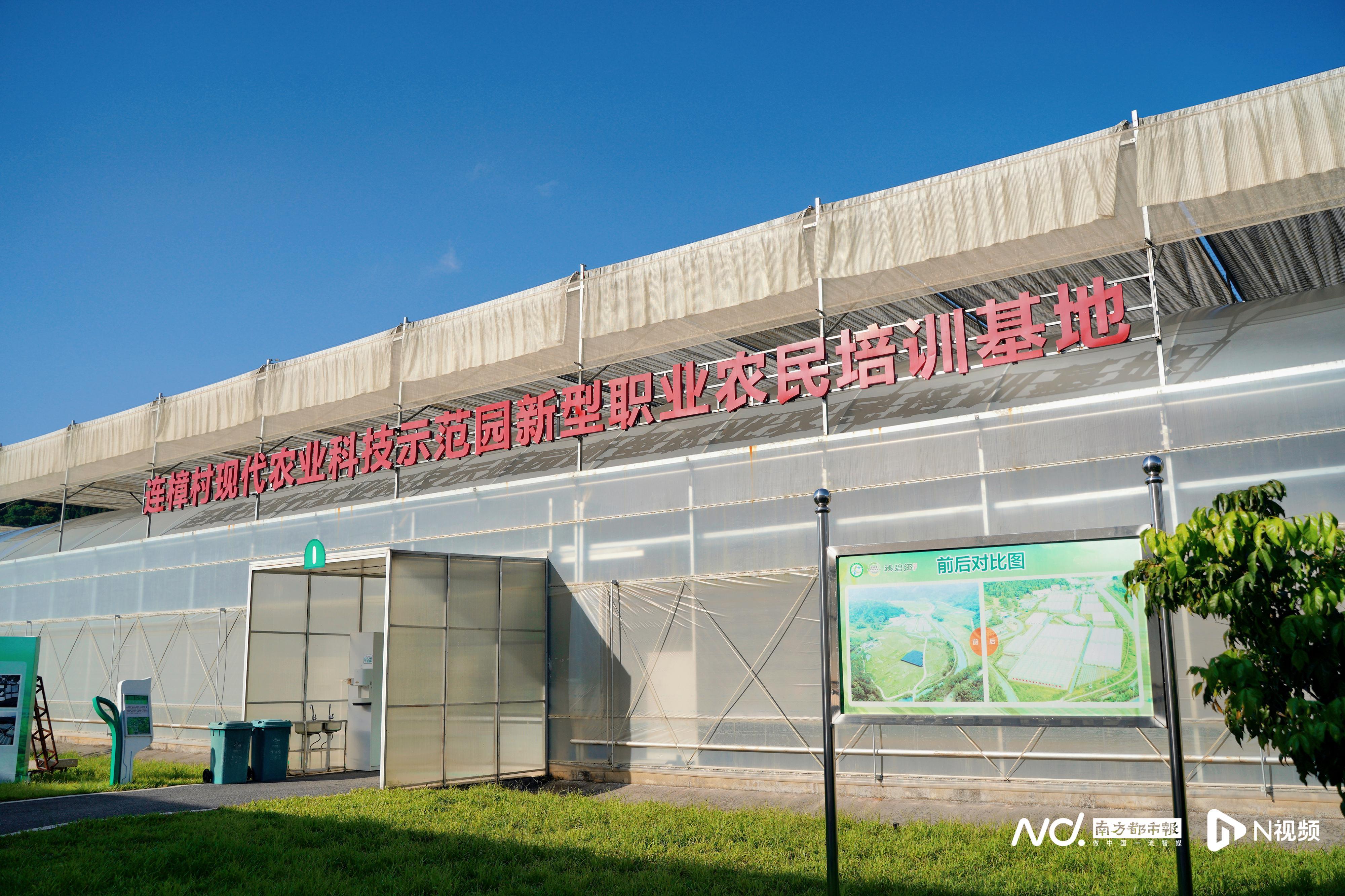 种植麻竹笋致富_致富麻笋竹种植视频_麻竹笋种植技术视频
