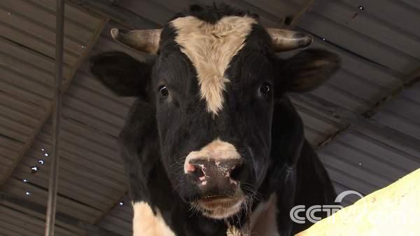 小型牛肉加工厂投资及利润_致富牛肉加工厂在哪里_致富经牛肉深加工