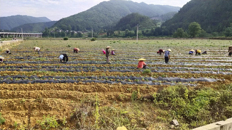 村民在家庭农场里种植农作物。