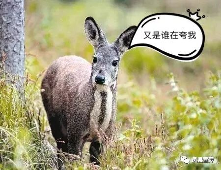 林麝养殖成本及效益_林麝养殖技术手册_林麝养殖需要什么手续