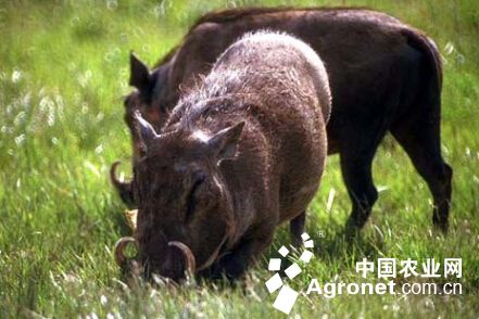 职工下岗后养殖野猪致富（图）生长展示图