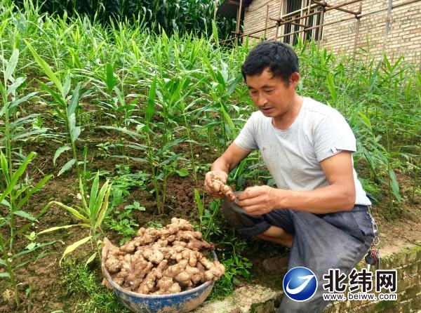 念好致富经 种出好“姜”来——天全县仁义乡桐林村村民高德贵的脱贫故事