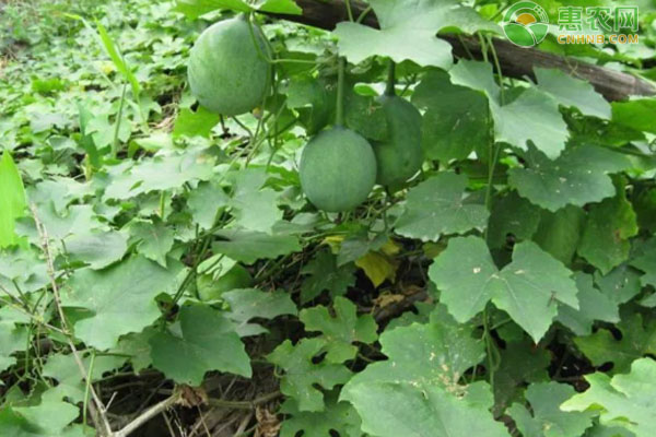 安徽瓜蒌上致富经的_安徽瓜蒌种植基地_致富经瓜蒌