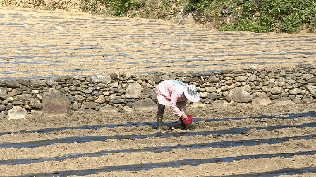 致富经盆栽蔬菜_蔬菜种植铺就致富路_致富经蔬菜大棚