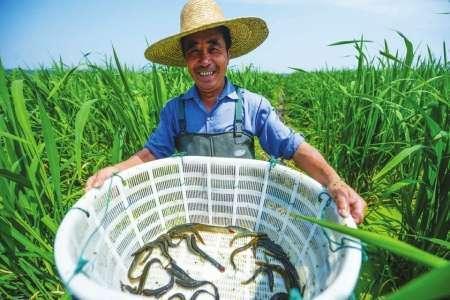 泥鳅养殖致富_泥鳅养殖户抱团致富_田里养泥鳅视频致富经