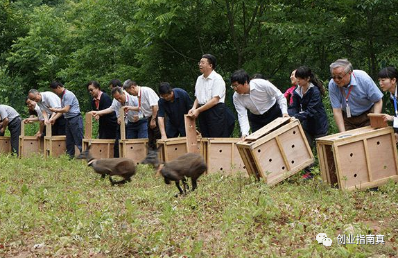 林麝养殖技术手册_如何养殖林麝_林麝养殖前景怎么样