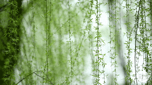龙柳种植致富_龙柳土培_龙柳养殖