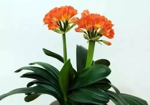 养鸿运当头花有什么好处_鸿运当头花养殖技术_鸿运当头养殖视频教程