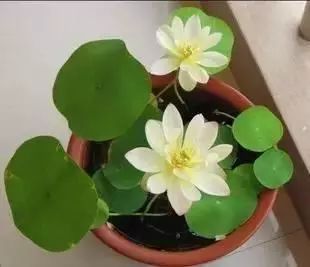 鸿运当头花养殖技术_养鸿运当头花有什么好处_鸿运当头养殖视频教程