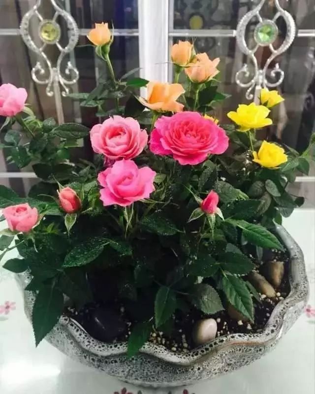 鸿运当头花养殖技术_鸿运当头养殖视频教程_养鸿运当头花有什么好处