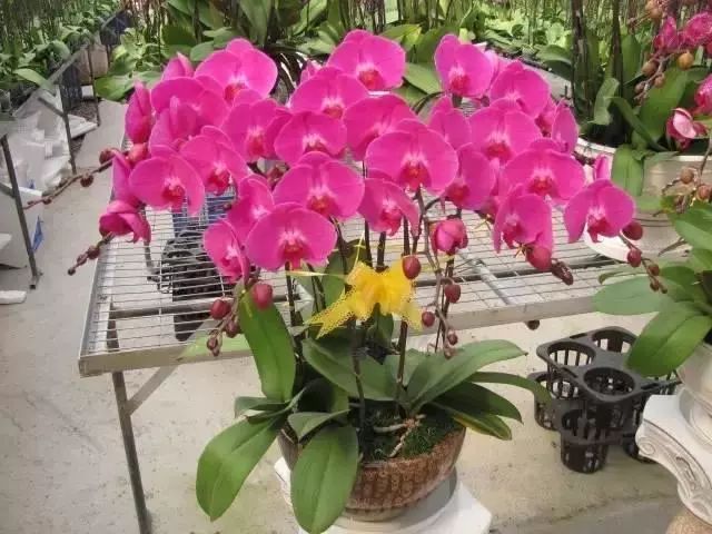 鸿运当头花养殖技术_养鸿运当头花有什么好处_鸿运当头养殖视频教程