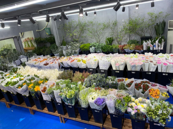 龙柳土培_龙柳养殖_龙柳种植致富