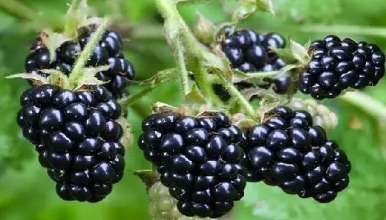 种树莓用什么盆_盆栽树莓种植技术_盆栽树莓图片