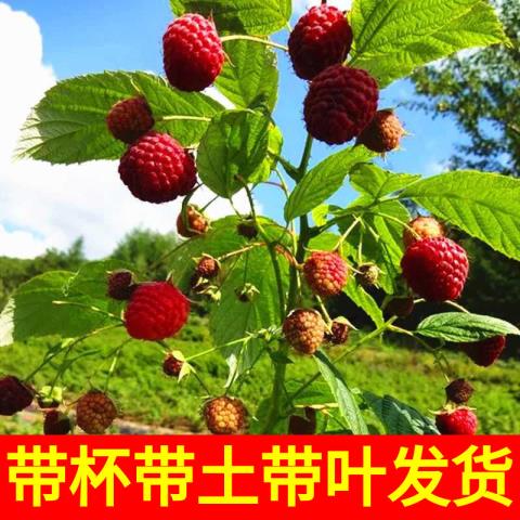 盆栽树莓图片_盆栽树莓种植技术_种树莓用什么盆