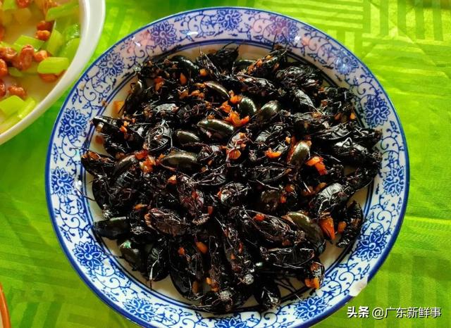 致富经养虫子鸡视频全集_食用虫养殖致富_致富经昆虫养殖