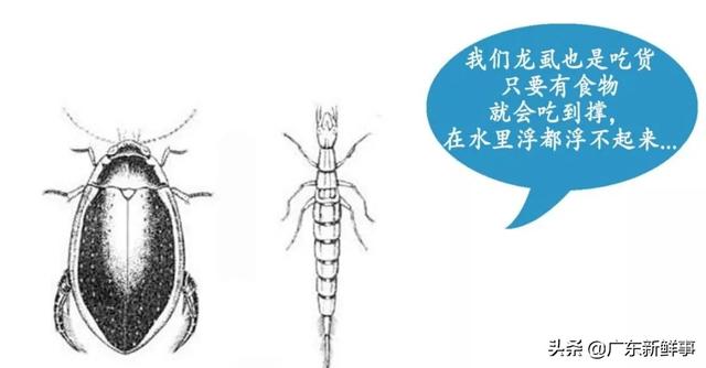 食用虫养殖致富_致富经昆虫养殖_致富经养虫子鸡视频全集