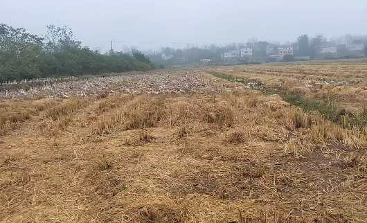 蛋鸭养殖网床养殖技术_网床养蛋鸭设计图_养鸭网床制作方法视频