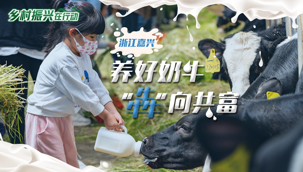 养殖牛致富吗_致富养牛牛人_致富养牛创业视频