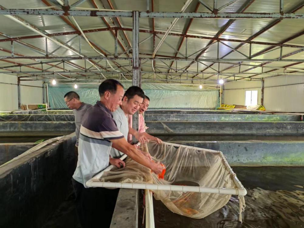 致富经上的乌骨鸭_致富经上的乌骨鸭_致富经上的乌骨鸭
