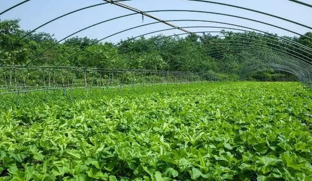 致富养殖鸡爪怎么样_致富养殖鸡爪厂家电话_鸡爪养殖致富