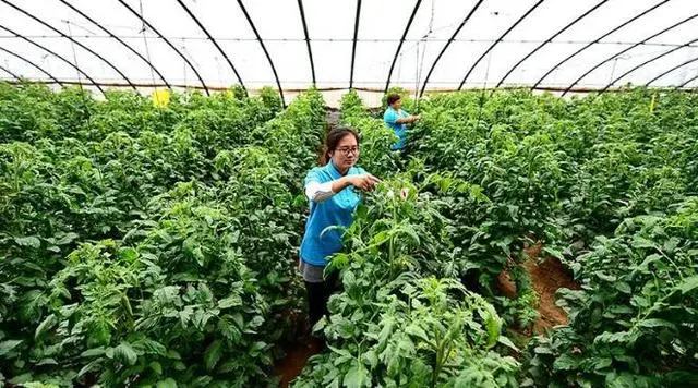 致富养殖鸡爪怎么样_致富养殖鸡爪厂家电话_鸡爪养殖致富