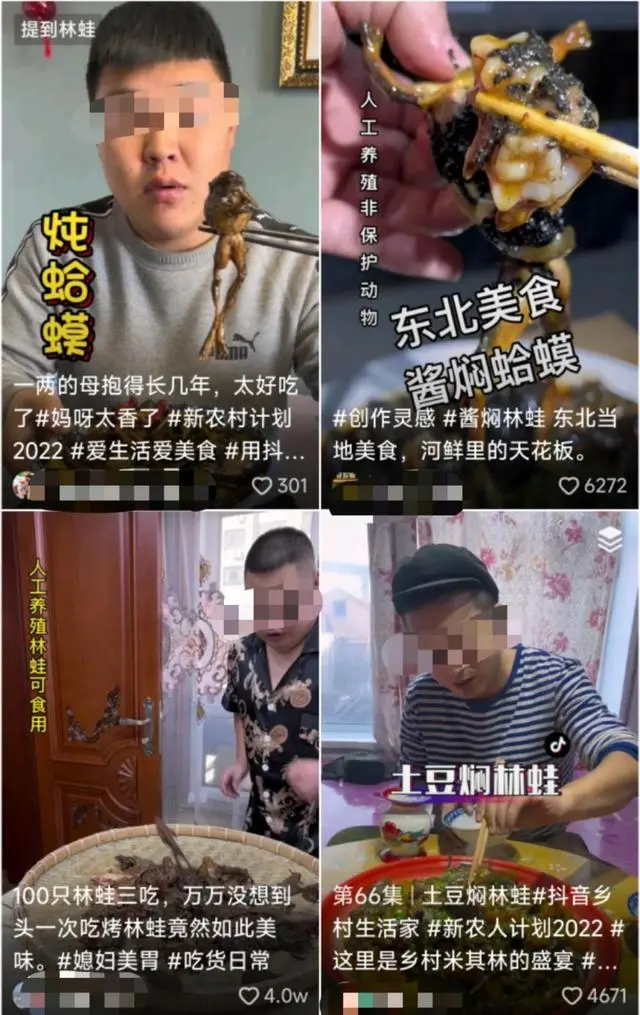 养殖林蛙蝌蚪技术视频_林蛙养殖场地视频_视频养殖蝌蚪技术林蛙教程