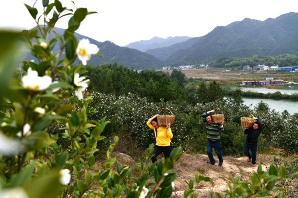 种植茶子树技术_致富种植茶子树_致富种植茶树子视频