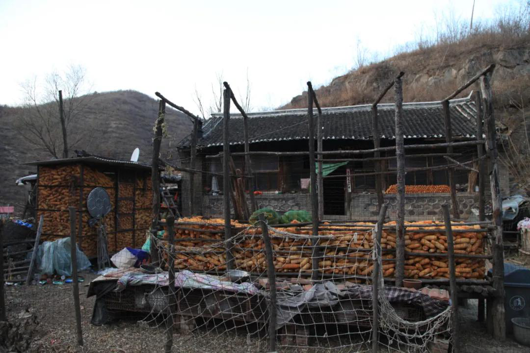 有没有养殖地牯牛的_地牯牛养殖致富_地牯牛种植