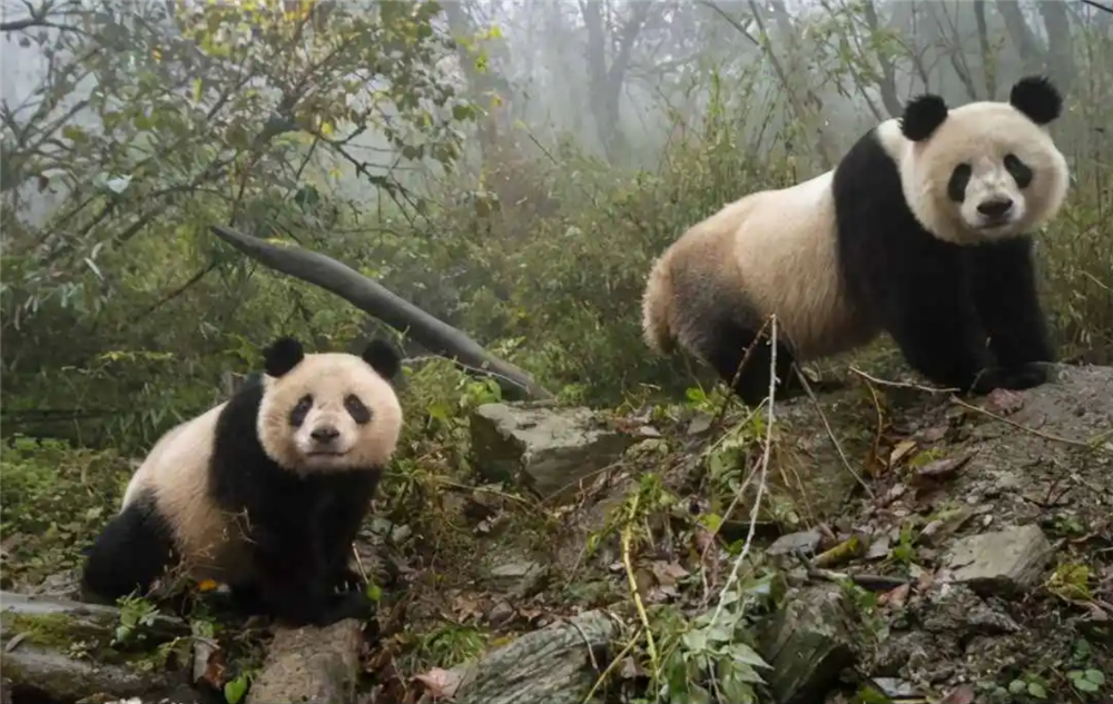 地牯牛种植_有没有养殖地牯牛的_地牯牛养殖致富
