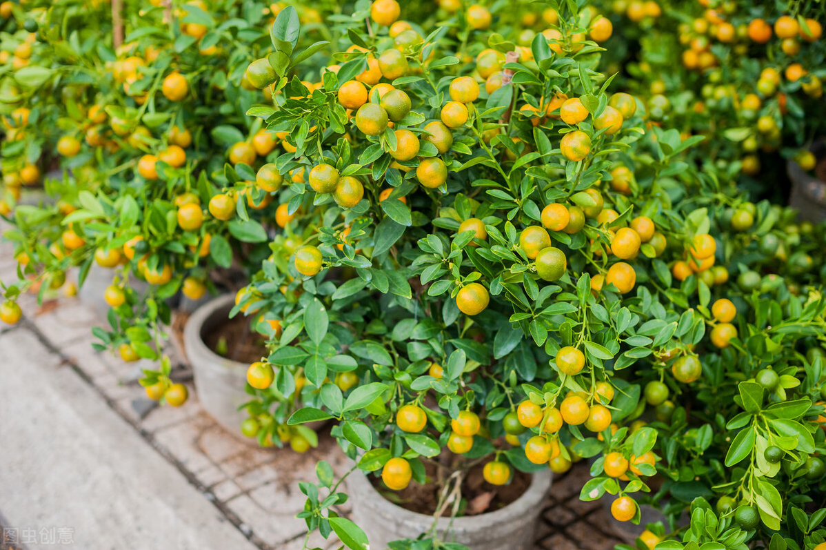 金桔种植技术_种植金桔技术要点_种植金桔技术要求