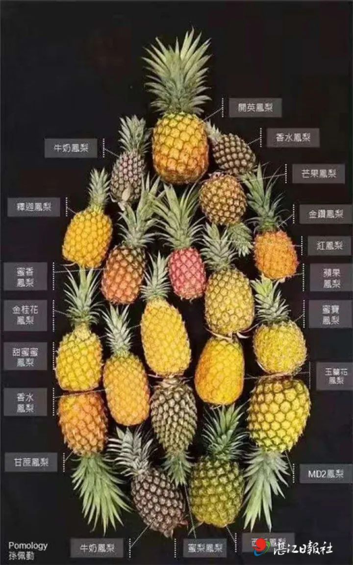 凤梨的种植技术和管理_种植凤梨管理技术要点_种植凤梨管理技术有哪些