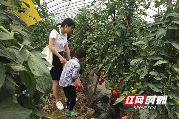 种植藕尖技术_藕尖怎么种植技术_尖藕种植技术视频
