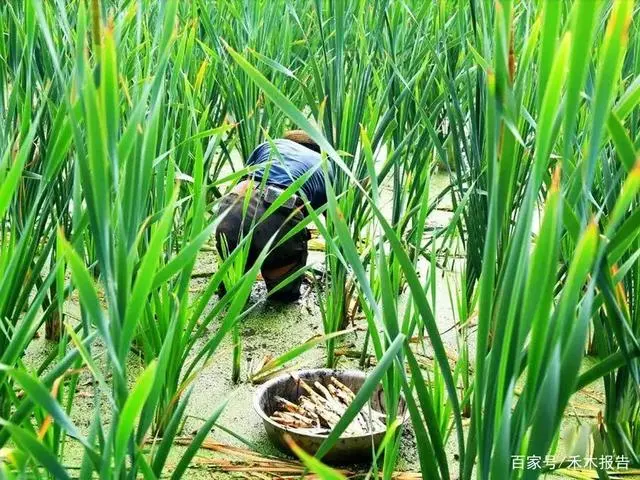 淤泥中一种野菜，长得像藕带，离水后很快就老，20元1斤不愁卖