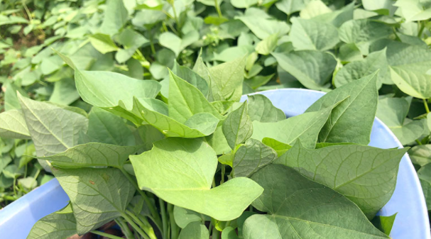 阳台种红葱头掐叶子还能发吗_阳台种植红葱头技术视频_阳台红葱头的种植技术