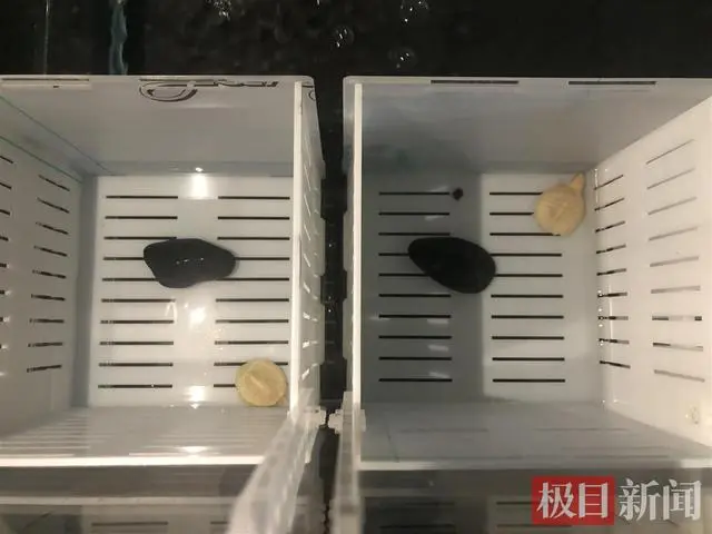 致富经乌龟_致富经官网养龟_致富经龟类养殖