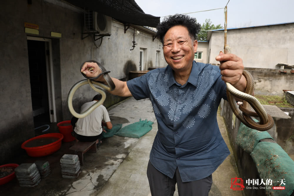 乌梢蛇养殖致富_乌梢蛇养殖户_致富养殖蛇乌梢蛇图片
