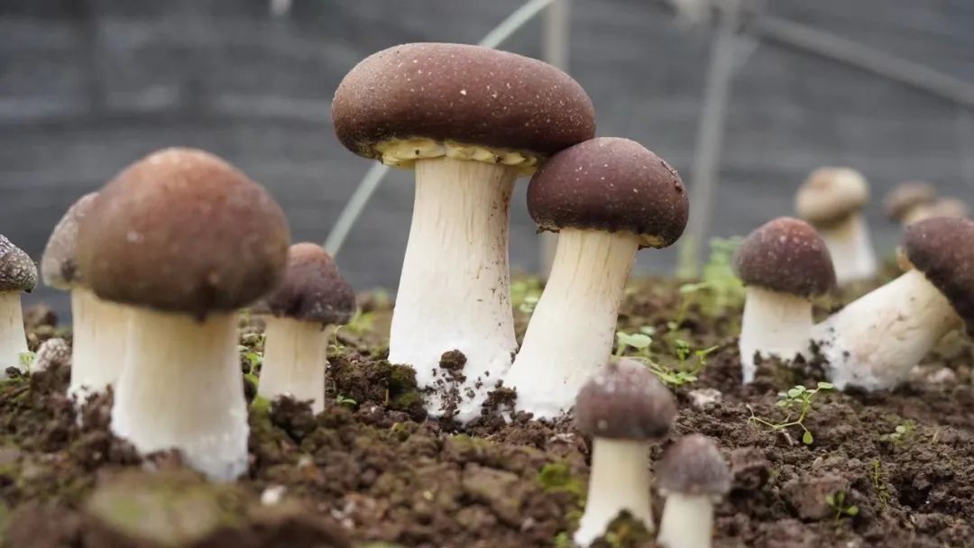 蘑菇配料种植方法技术要点_蘑菇配料种植方法技术视频_蘑菇种植技术的配料方法