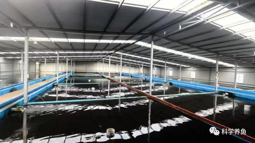 流水养殖鲈鱼技术要点_致富经鲈鱼流水养殖_流水养殖鲈鱼致富