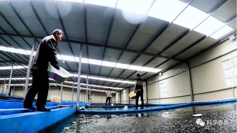 流水养殖鲈鱼技术要点_流水养殖鲈鱼致富_致富经鲈鱼流水养殖
