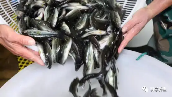 流水养殖鲈鱼致富_致富经鲈鱼流水养殖_流水养殖鲈鱼技术要点
