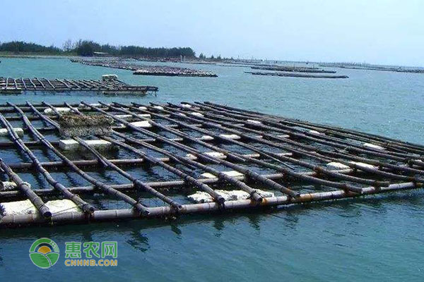 池塘养殖海螺技术_养殖海螺池塘技术规范_海螺养殖技术视频