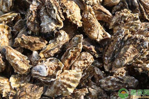 养殖海螺池塘技术规范_池塘养殖海螺技术_海螺养殖技术视频