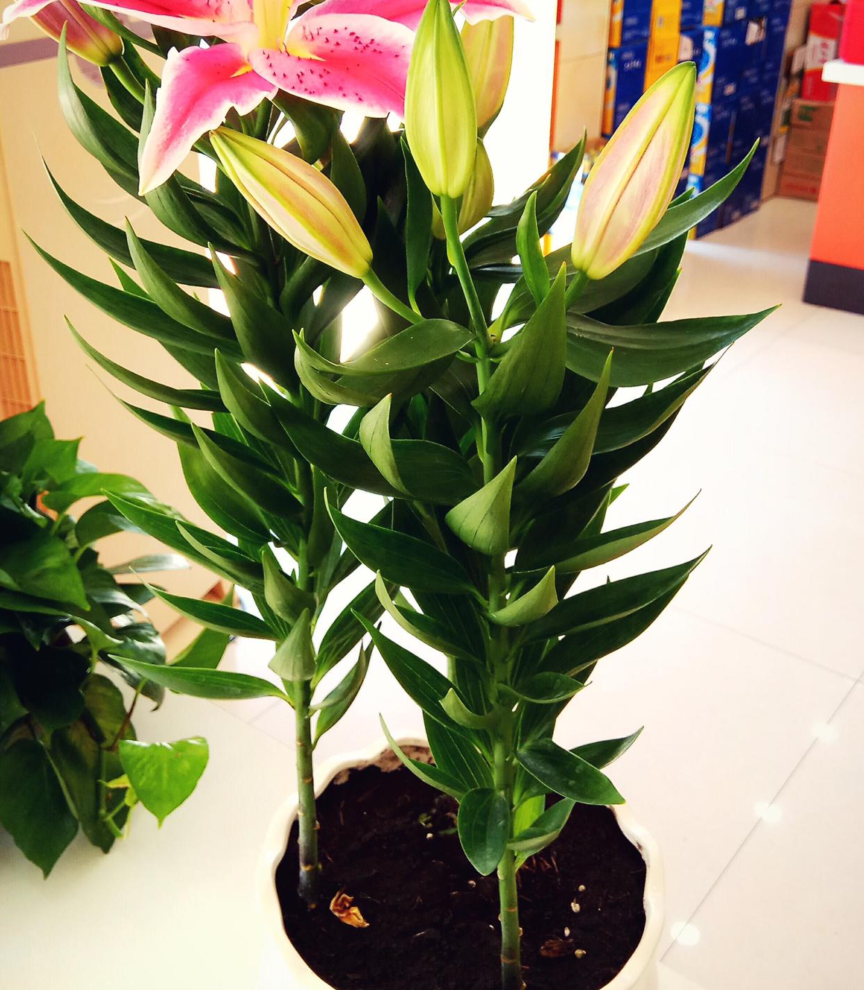 阳台种植红葱头技术要求_阳台红葱头的种植技术_阳台怎样种植红葱头