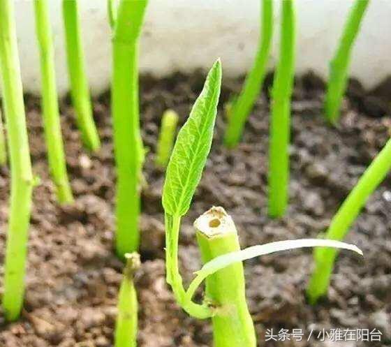 阳台红葱头的种植技术_阳台种植红葱头技术要求_阳台怎样种植红葱头