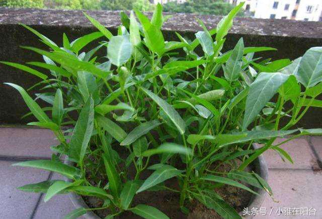 阳台红葱头的种植技术_阳台怎样种植红葱头_阳台种植红葱头技术要求