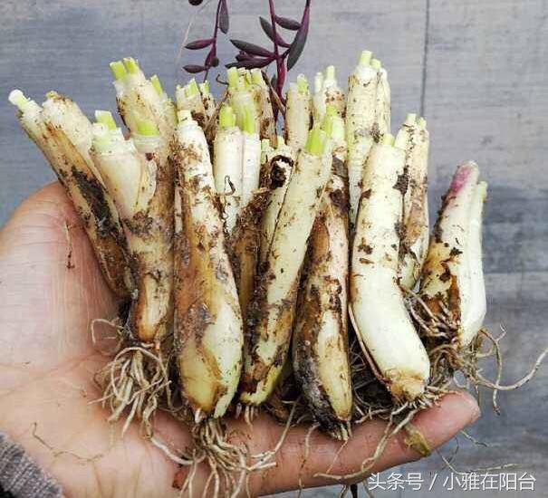 阳台怎样种植红葱头_阳台红葱头的种植技术_阳台种植红葱头技术要求